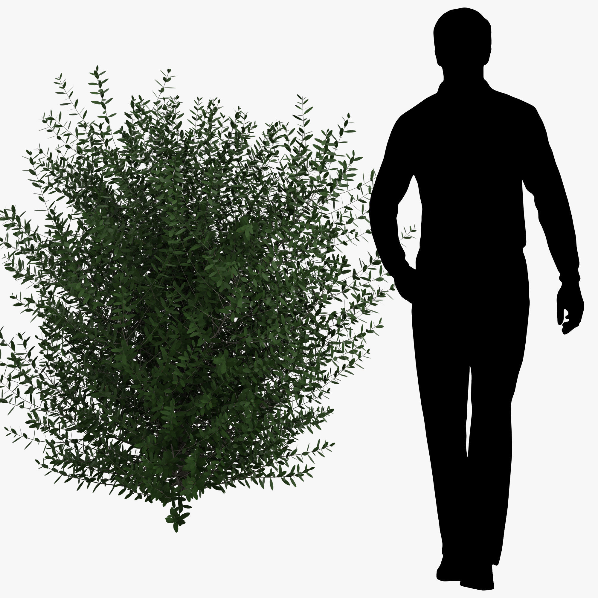 Bushes bush 3D model_7