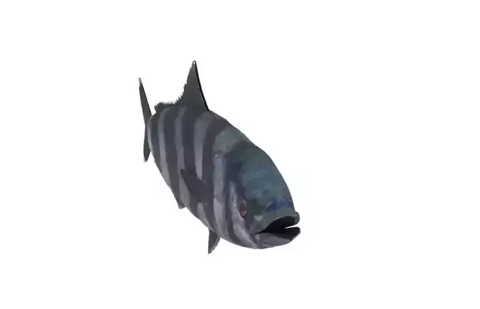 Pilot fish 3D Model 