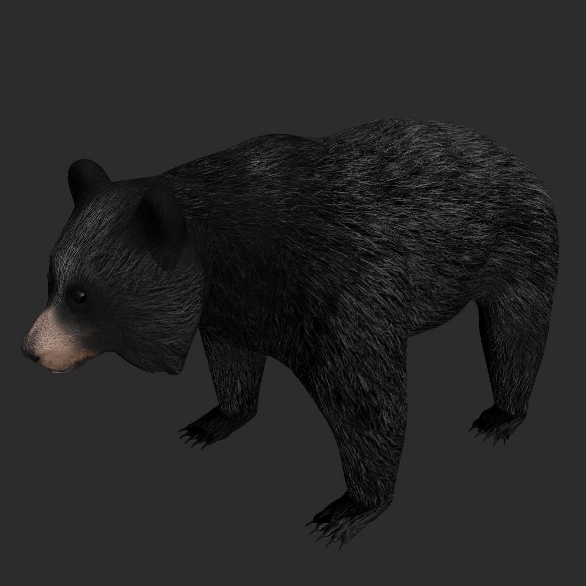 Black Bear Low-poly 3D model_2