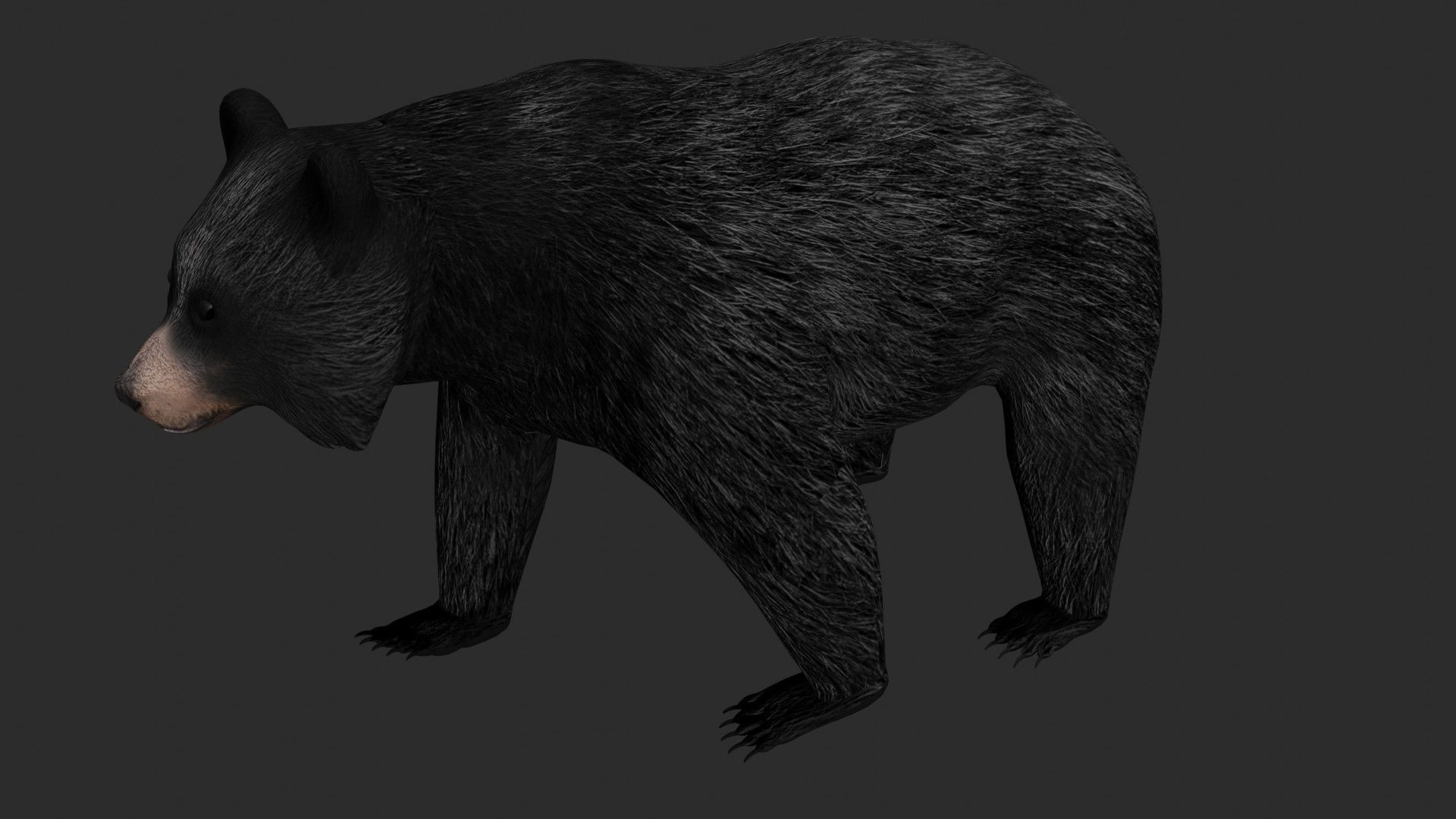 Black Bear Low-poly 3D model_4