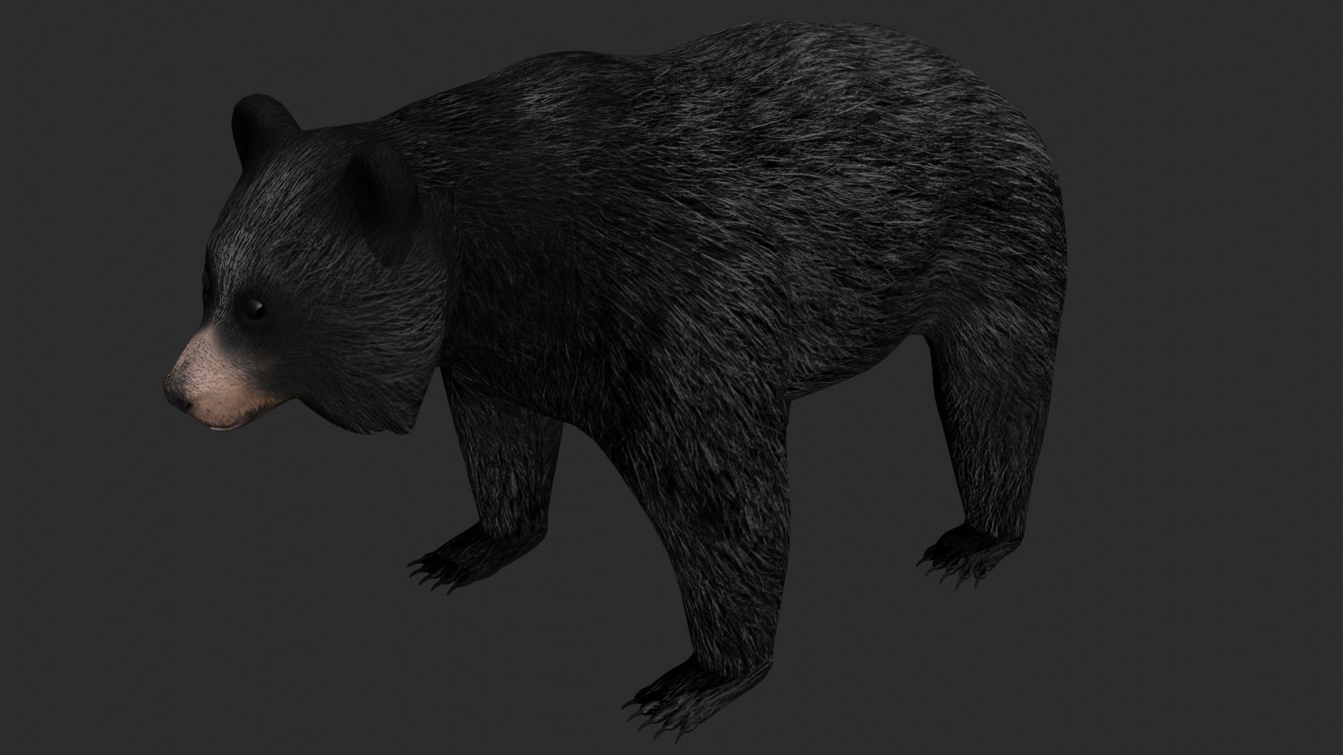 Black Bear Low-poly 3D model_3
