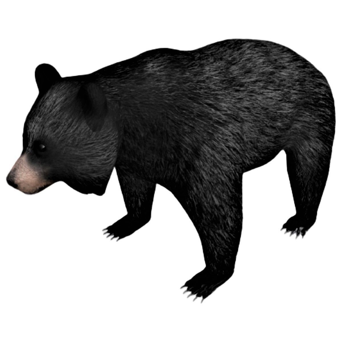 Black Bear Low-poly 3D model_1