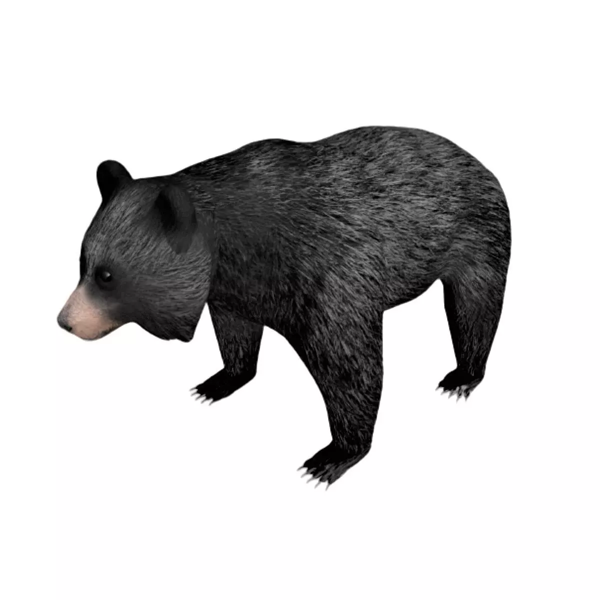 Black Bear Low-poly 3D model_0