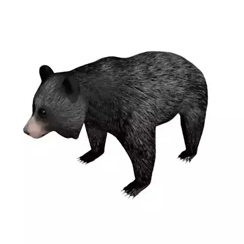 Black Bear Low-poly 3D model