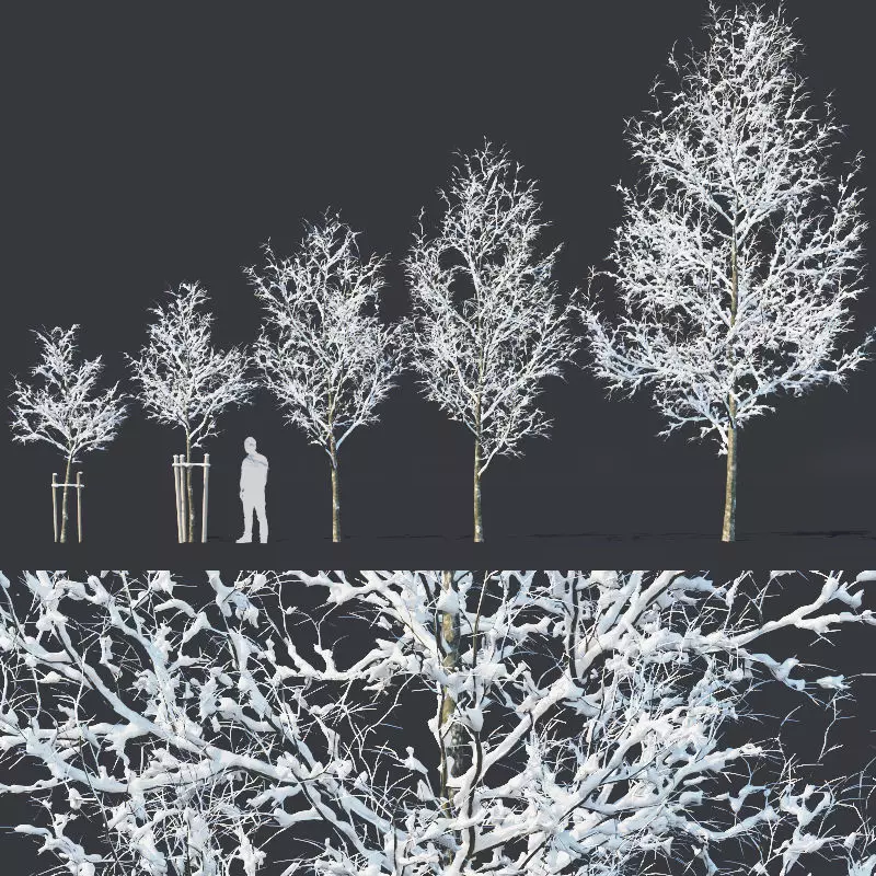Common oak Nr4 H3-9m Winter Five tree set 3D model_0