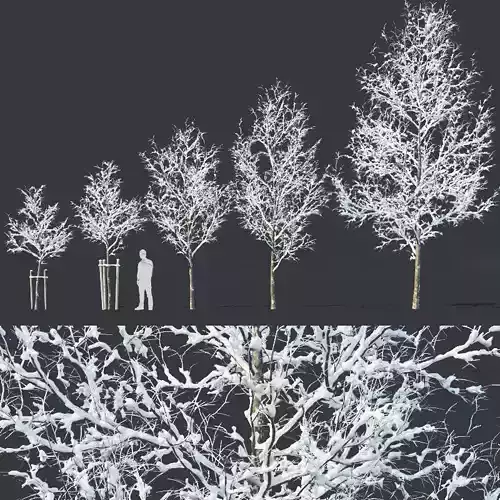 Common oak Nr4 H3-9m Winter Five tree set 3D model