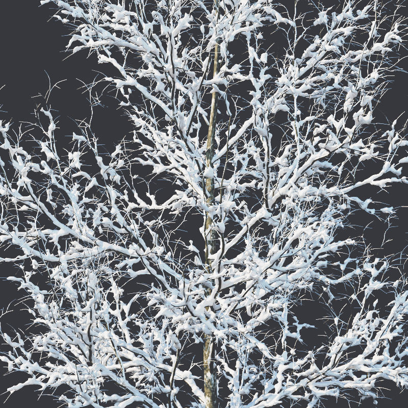 Common oak Nr4 H3-9m Winter Five tree set 3D model_4