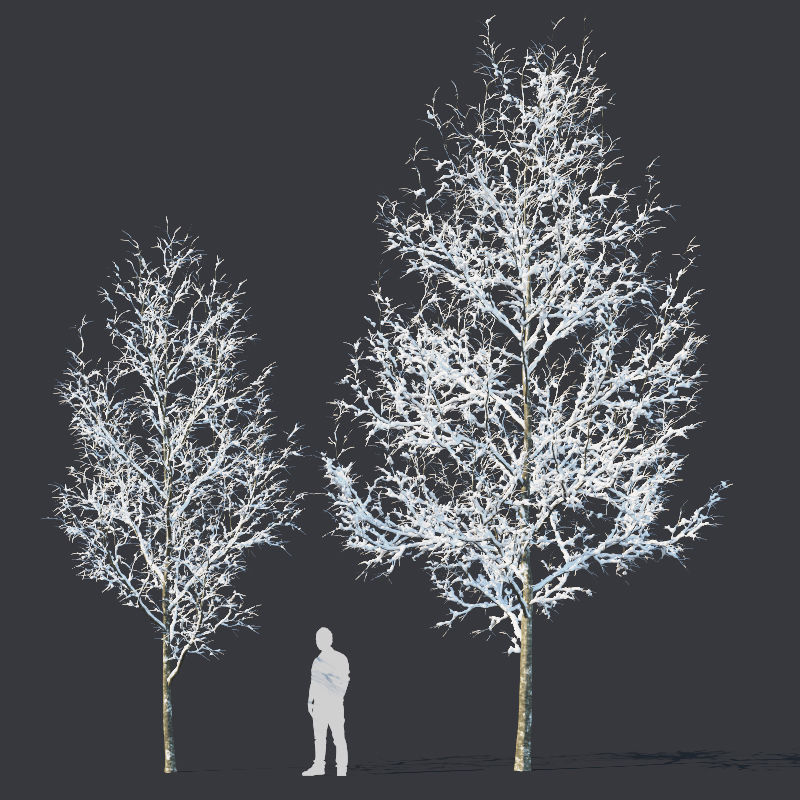 Common oak Nr4 H3-9m Winter Five tree set 3D model_2