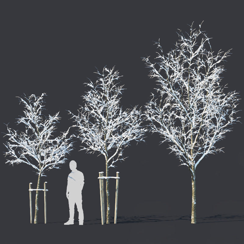 Common oak Nr4 H3-9m Winter Five tree set 3D model_1