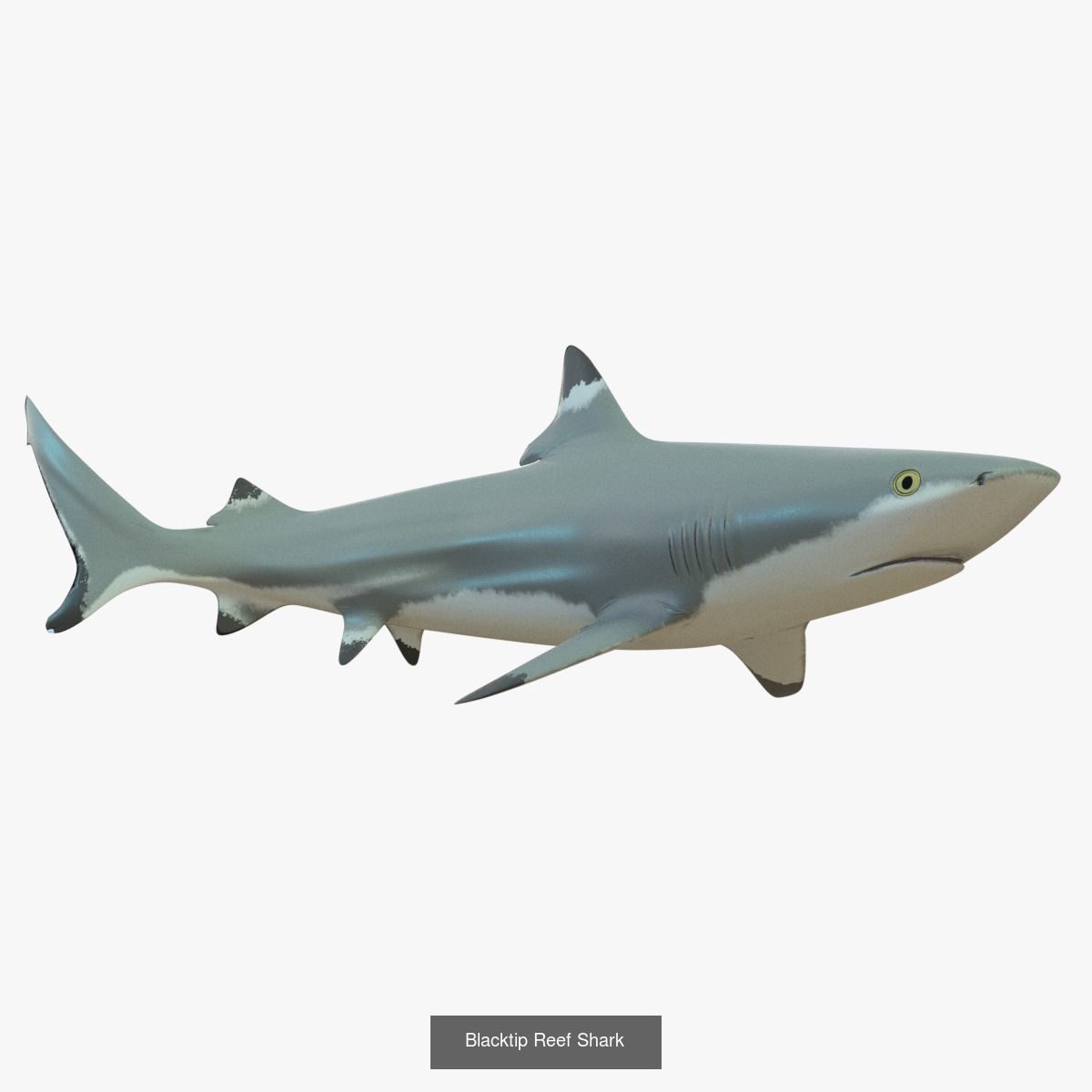 Caribbean Sea 16th Century 3D Model Collection_64