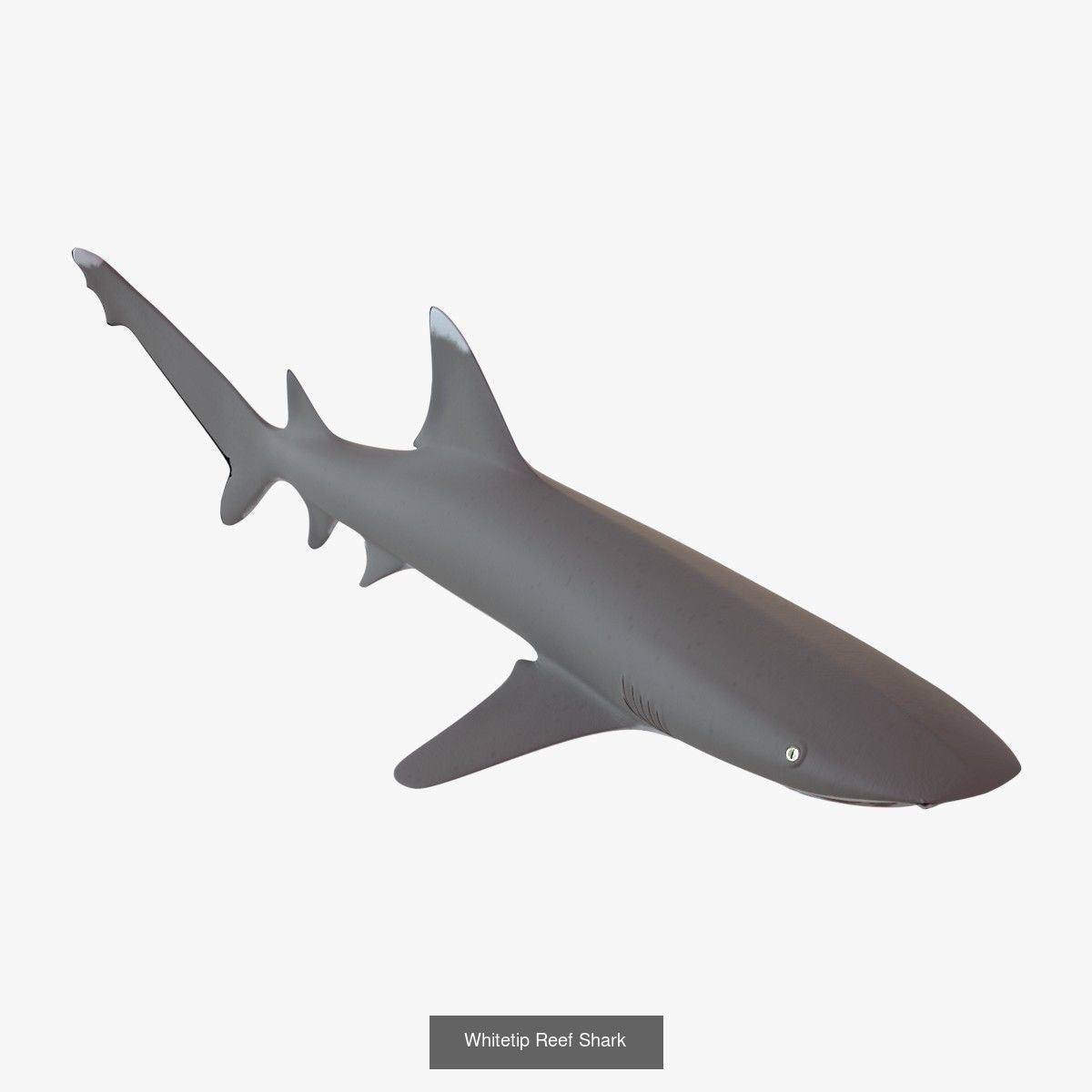 Caribbean Sea 16th Century 3D Model Collection_65