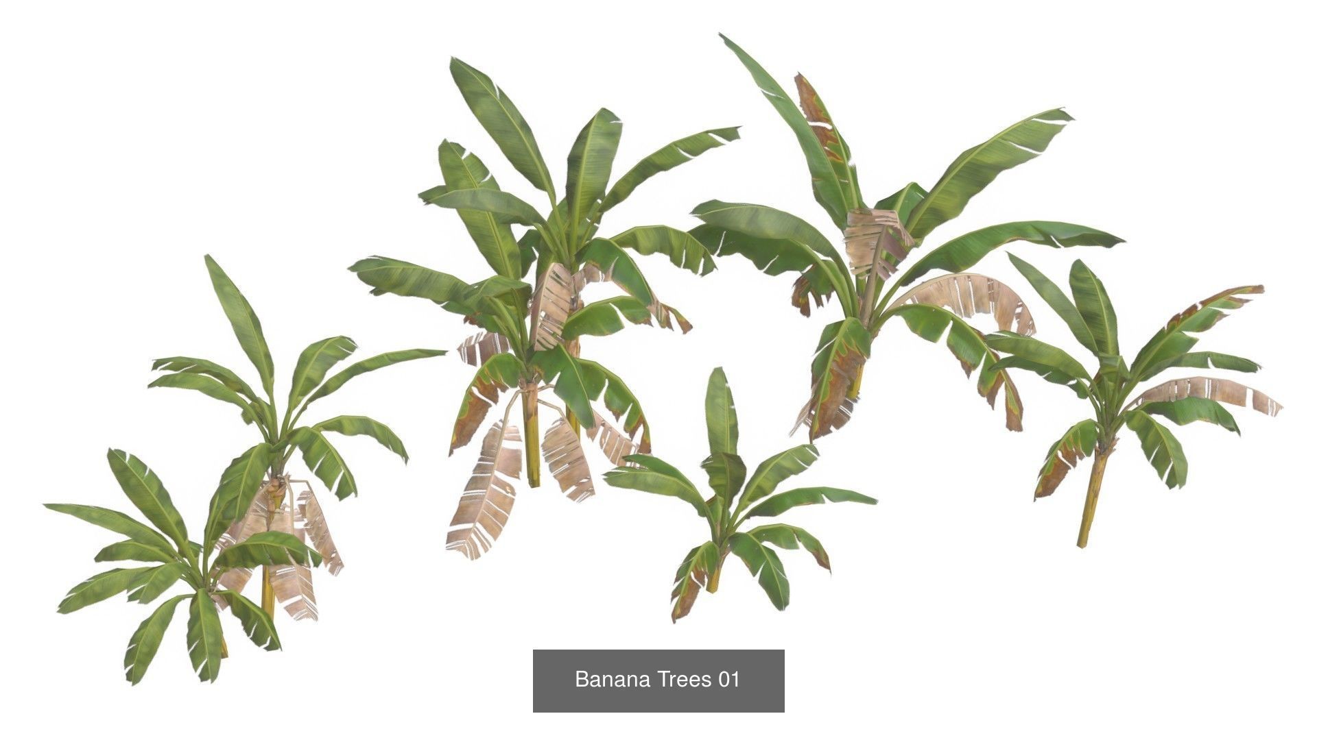 Caribbean Sea 16th Century 3D Model Collection_61