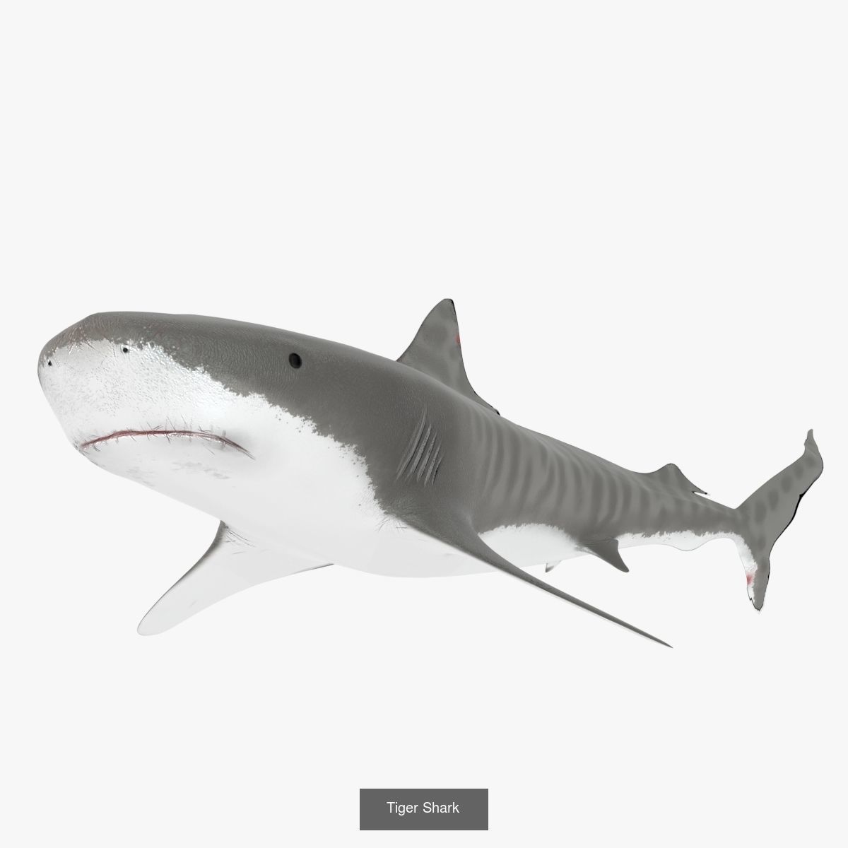 Caribbean Sea 16th Century 3D Model Collection_66