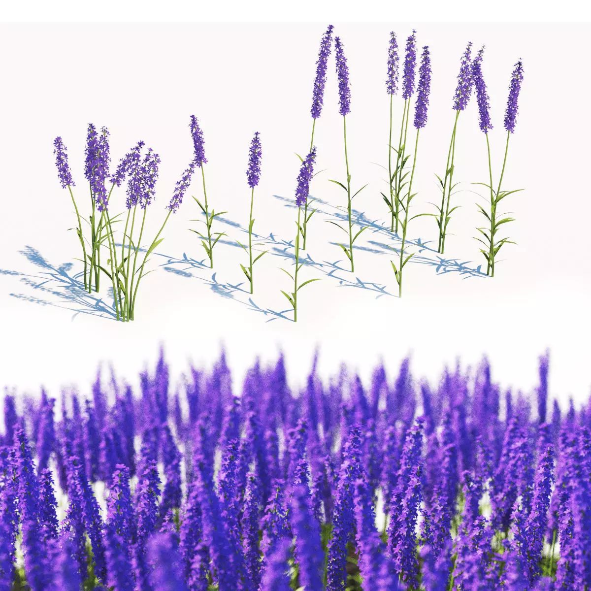 Lavandula Angustifolia Low-poly 3D model