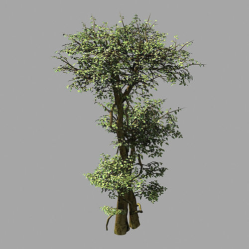 Garden-Garden-Tree 56 3D model