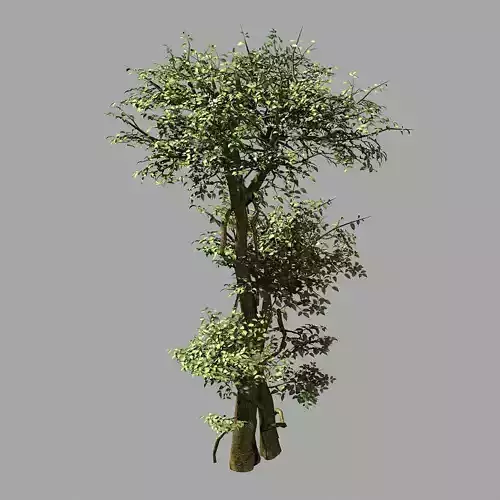 Garden-Garden-Tree 56 3D model