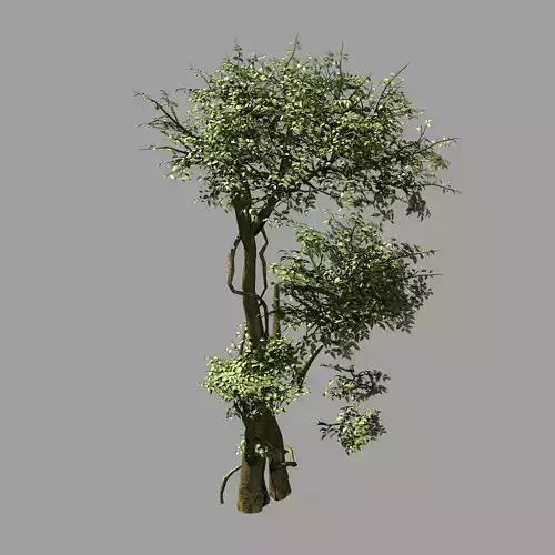 Garden-Garden-Tree 58