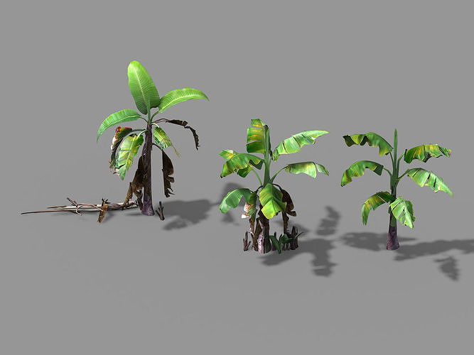 Plant-Plantain 021 3D model