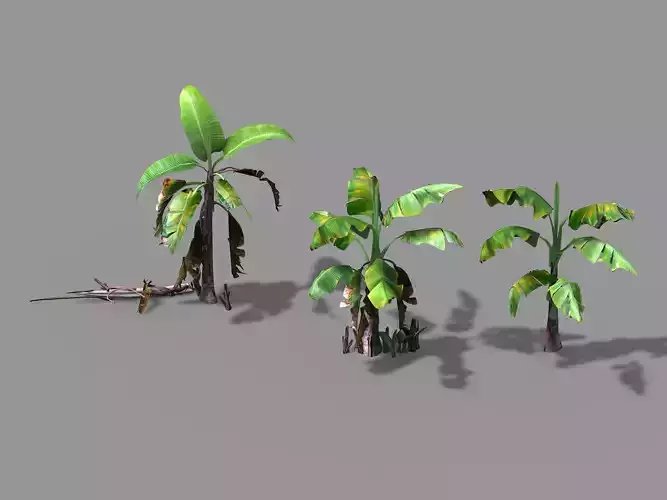 Plant-Plantain 021 3D model