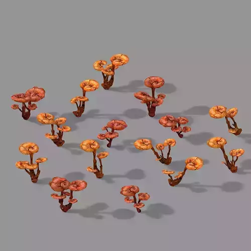 Plant-Supplement-Ganoderma 12