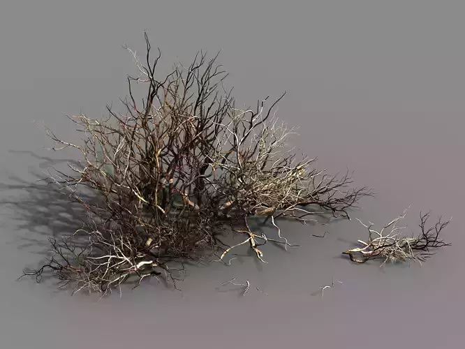 Plant-Camel Spines Scorched 21