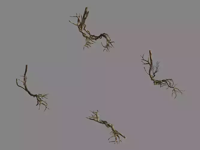 Plant-green-climbing-vine 05