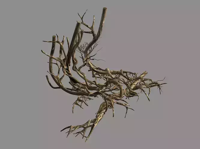 Plant-green-climbing-vine 07