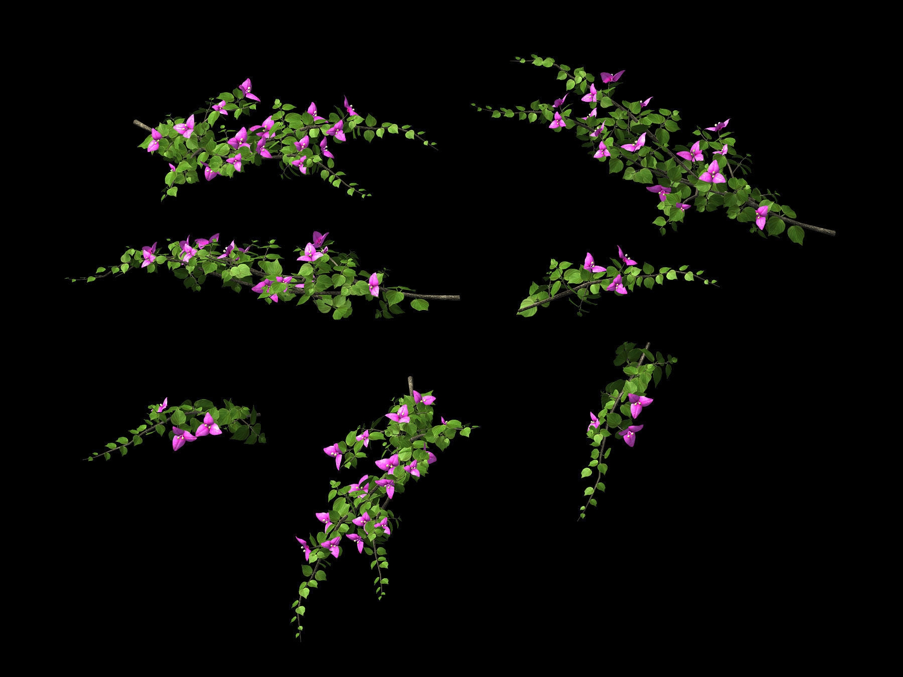 Plant-Bougainvillea flowers 3D model_1