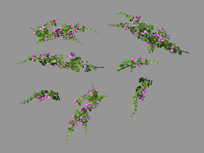 Plant-Bougainvillea flowers 3D model