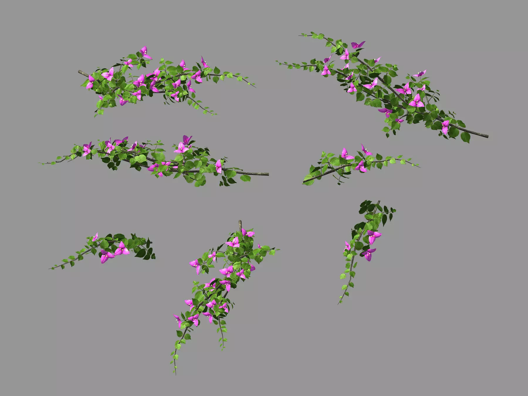 Plant-Bougainvillea flowers 3D model_0
