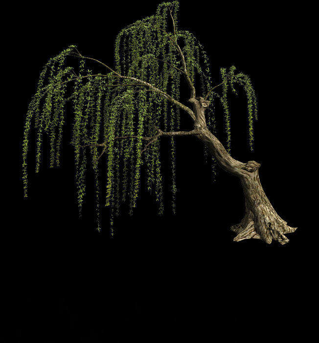 Plant-Forest-Weeping Willow 02 3D model_1