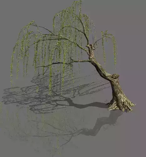 Plant-Forest-Weeping Willow 02