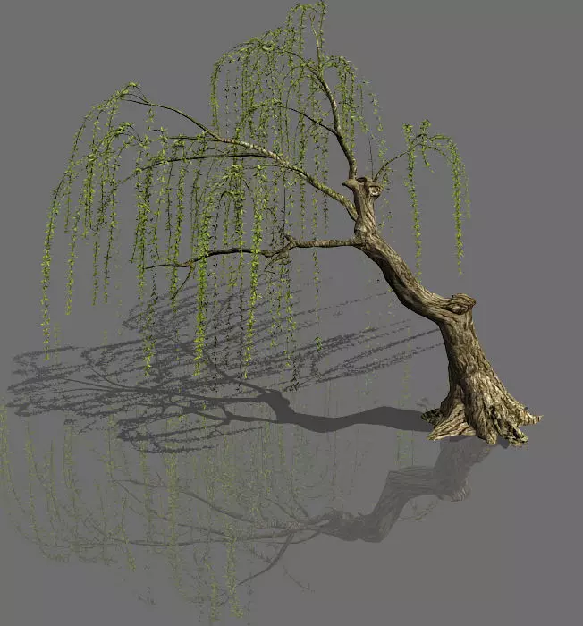 Plant-Forest-Weeping Willow 02 3D model_0