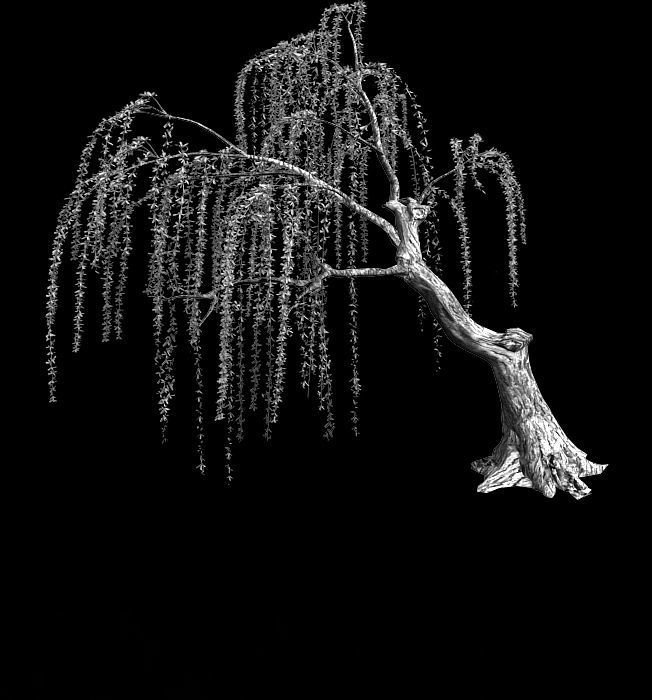 Plant-Forest-Weeping Willow 02 3D model_2