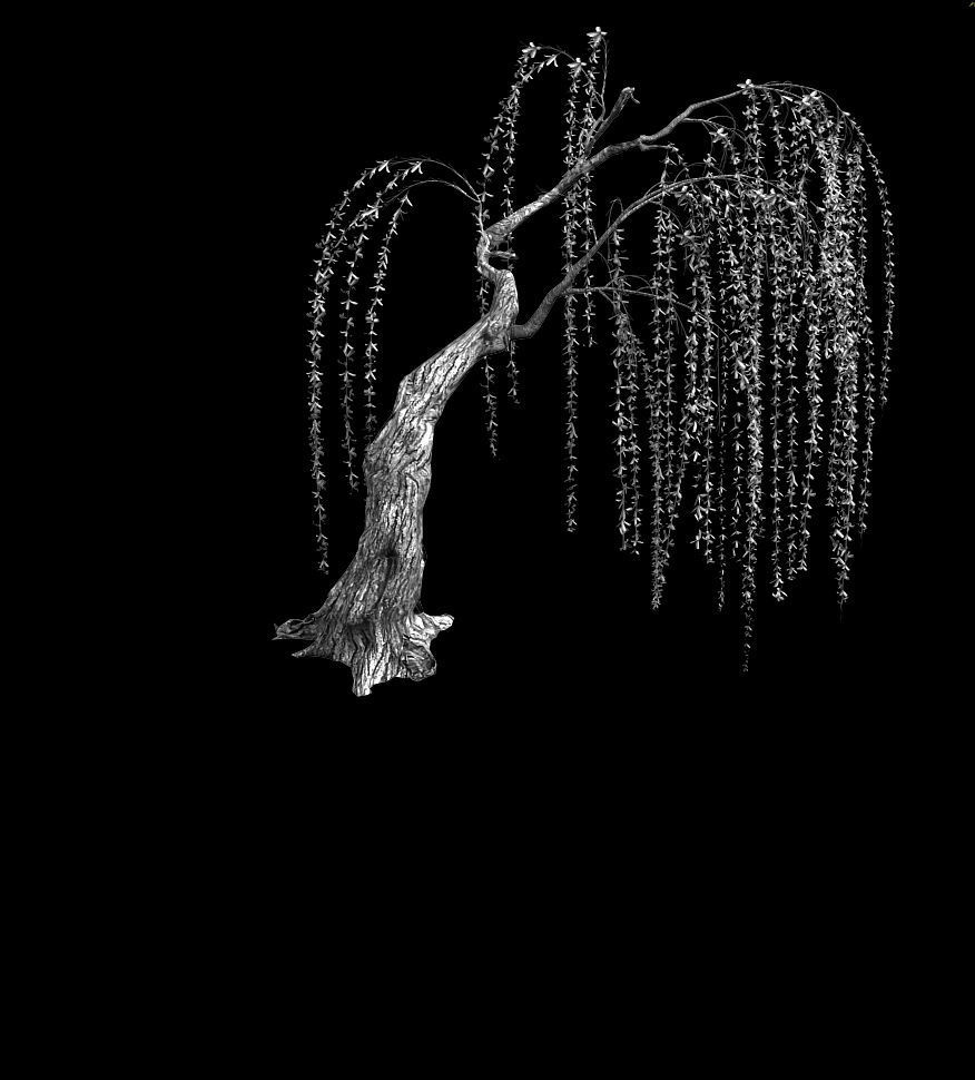 Plant-Forest-Weeping Willow 04 3D model_2