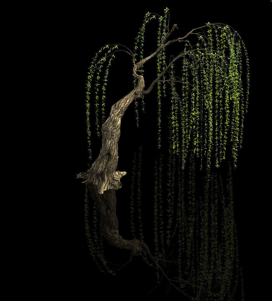 Plant-Forest-Weeping Willow 04 3D model_1