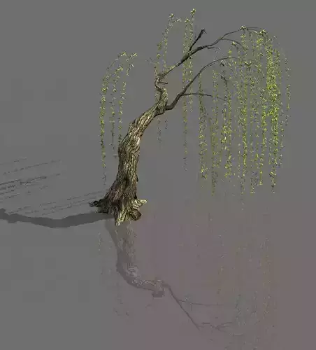 Plant-Forest-Weeping Willow 04