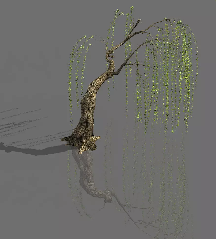 Plant-Forest-Weeping Willow 04 3D model_0