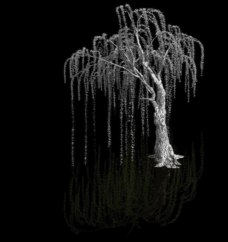 Plant-Forest-Weeping Willow 05 3D model_2