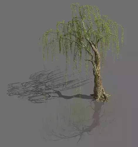 Plant-Forest-Weeping Willow 05