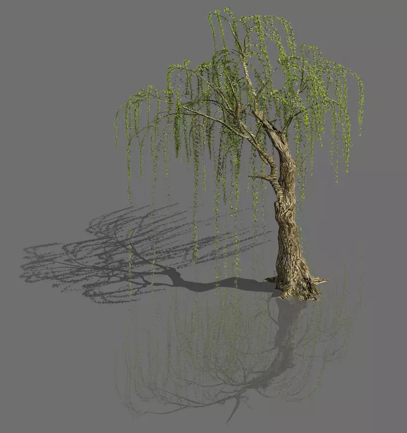 Plant-Forest-Weeping Willow 05 3D model_0