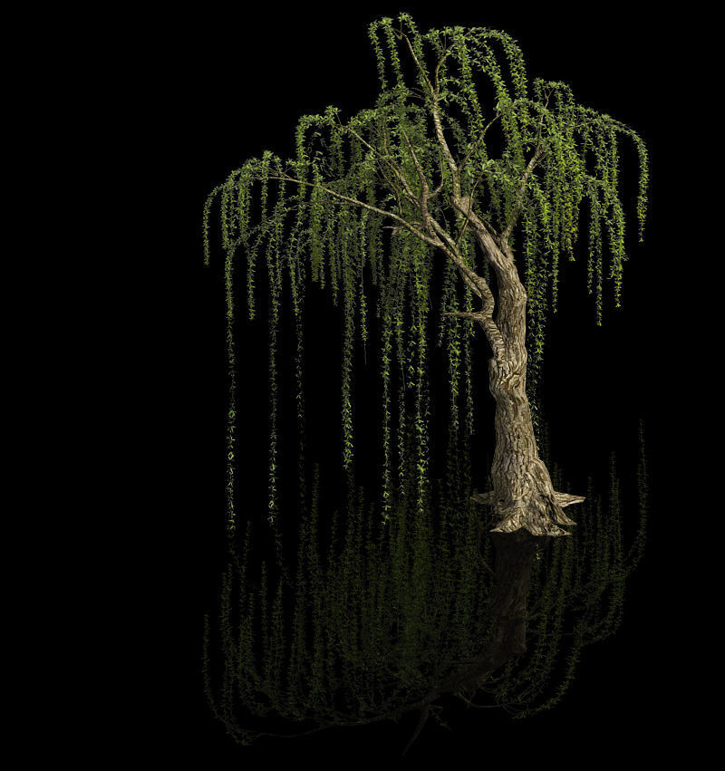Plant-Forest-Weeping Willow 05 3D model_1