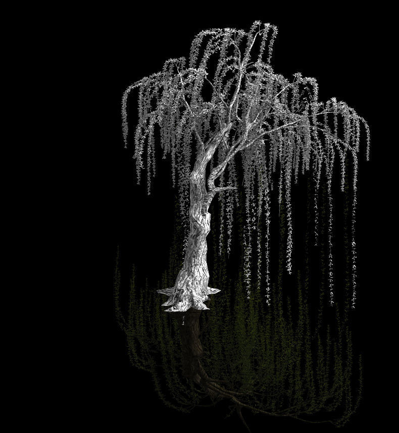 Plant-Forest-Weeping Willow 07 3D model_2