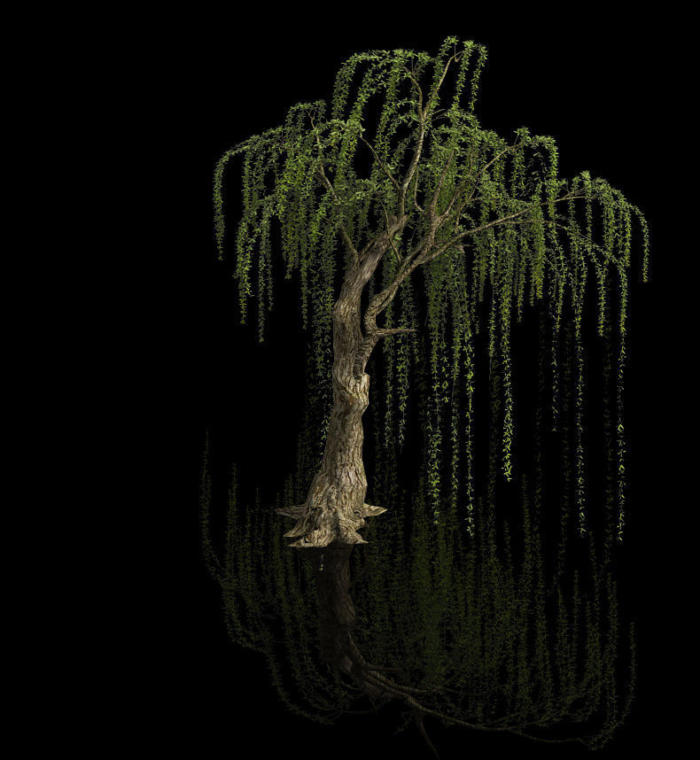 Plant-Forest-Weeping Willow 07 3D model_1