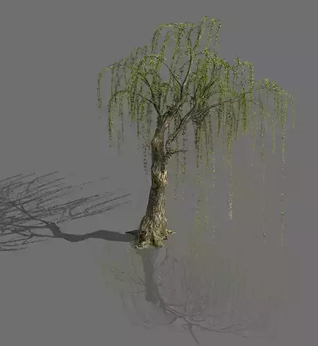 Plant-Forest-Weeping Willow 07
