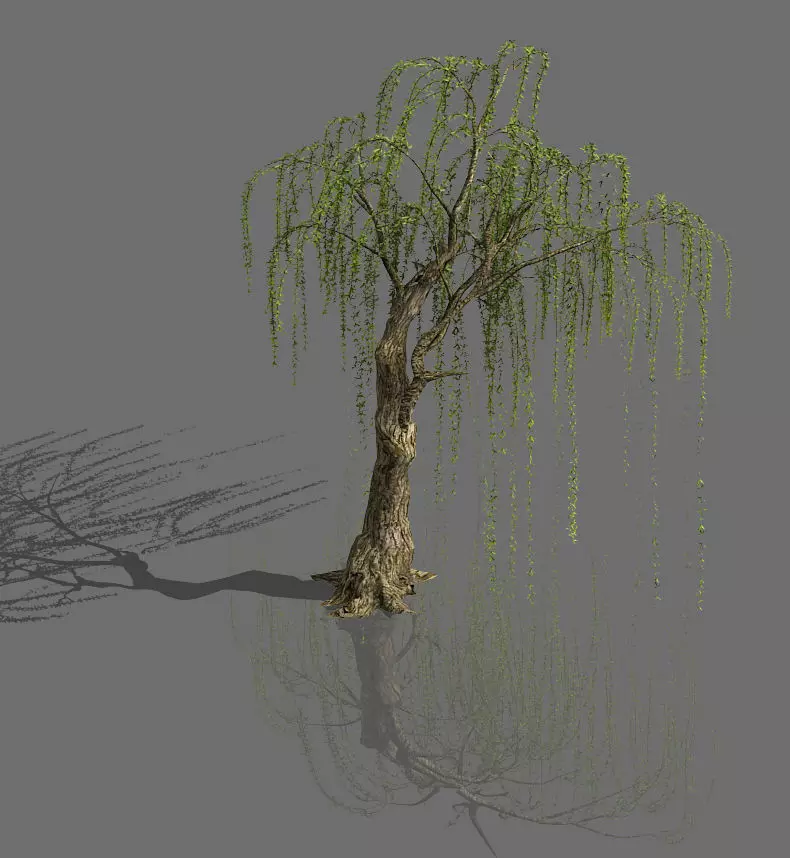Plant-Forest-Weeping Willow 07 3D model_0