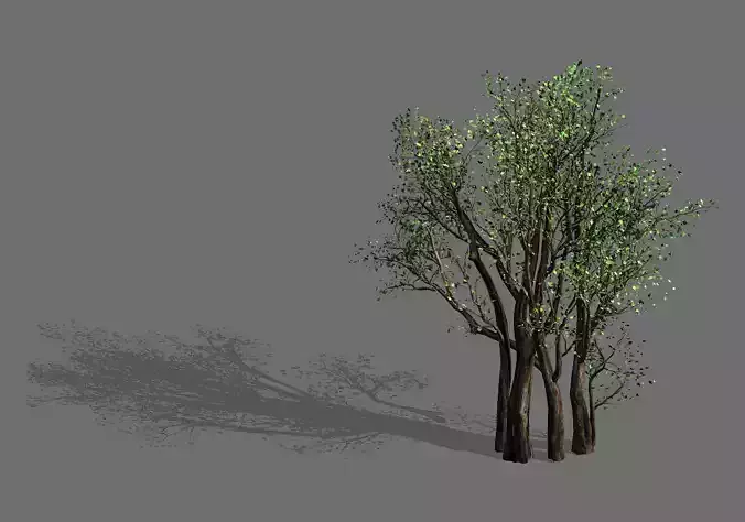 Plant-Forest-Big Tree 108