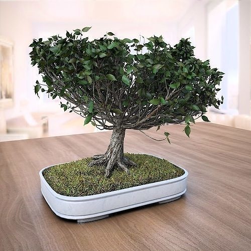 American Elm Bonsai Tree 001 - Ulmus americana 3D model