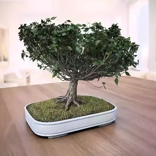 American Elm Bonsai Tree 001 - Ulmus americana 3D model