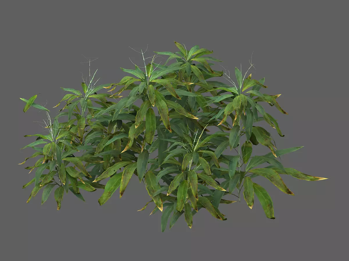 Bamboo Forest-Shrub 11 3D model_0